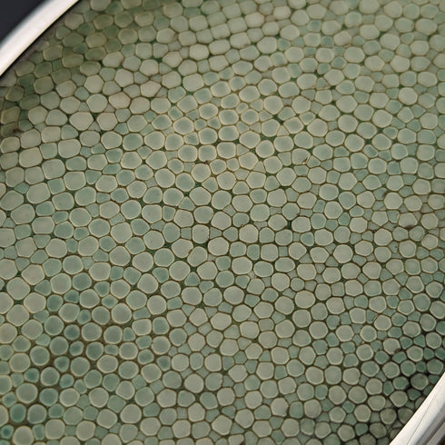 1927 British Vintage Sterling Silver & Leather Handle Brush Set of 4 Collet and Anderson